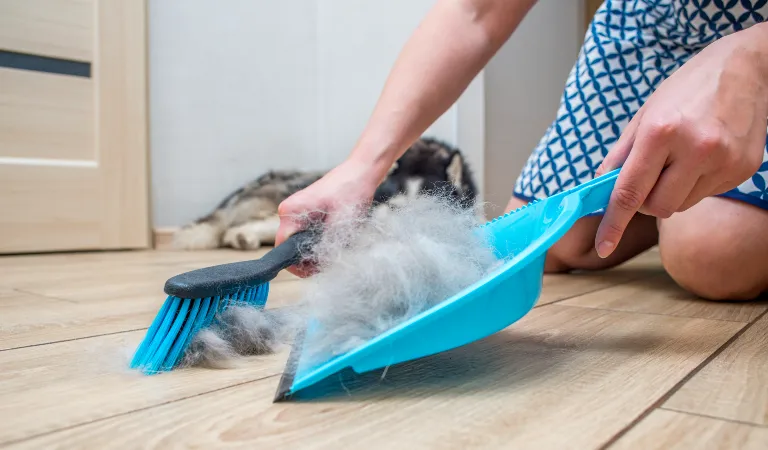 Pet Odour & Hair Removal